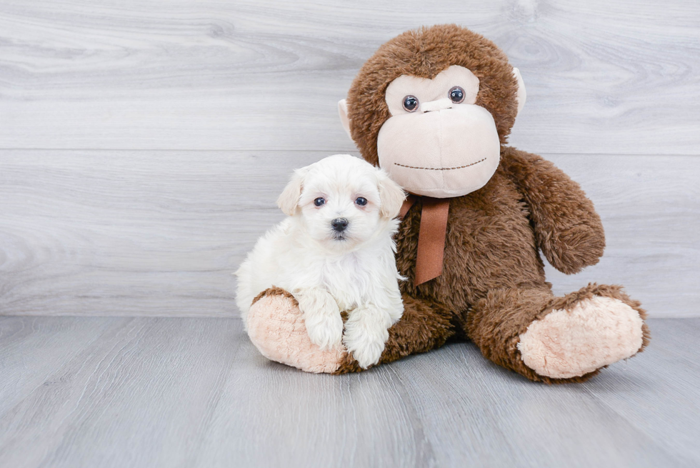 Fluffy Maltipoo Poodle Mix Pup