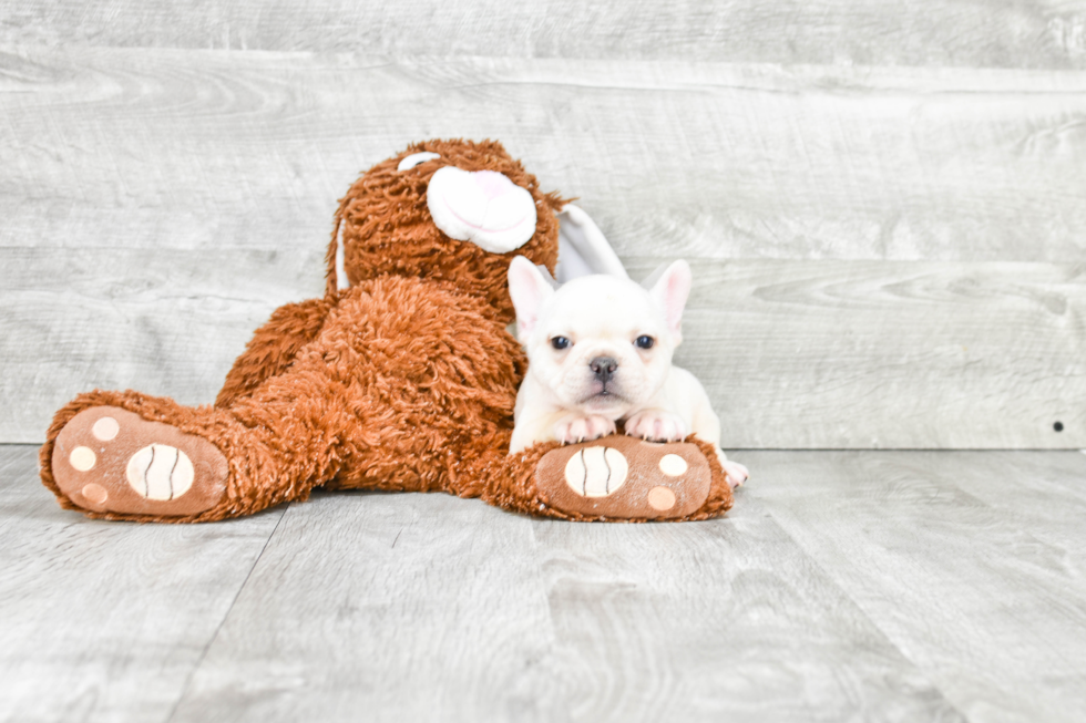 French Bulldog Puppy for Adoption