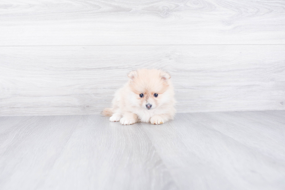 Happy Pomeranian Purebred Puppy