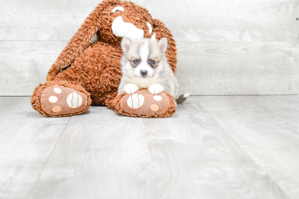 Pomsky Puppy for Adoption