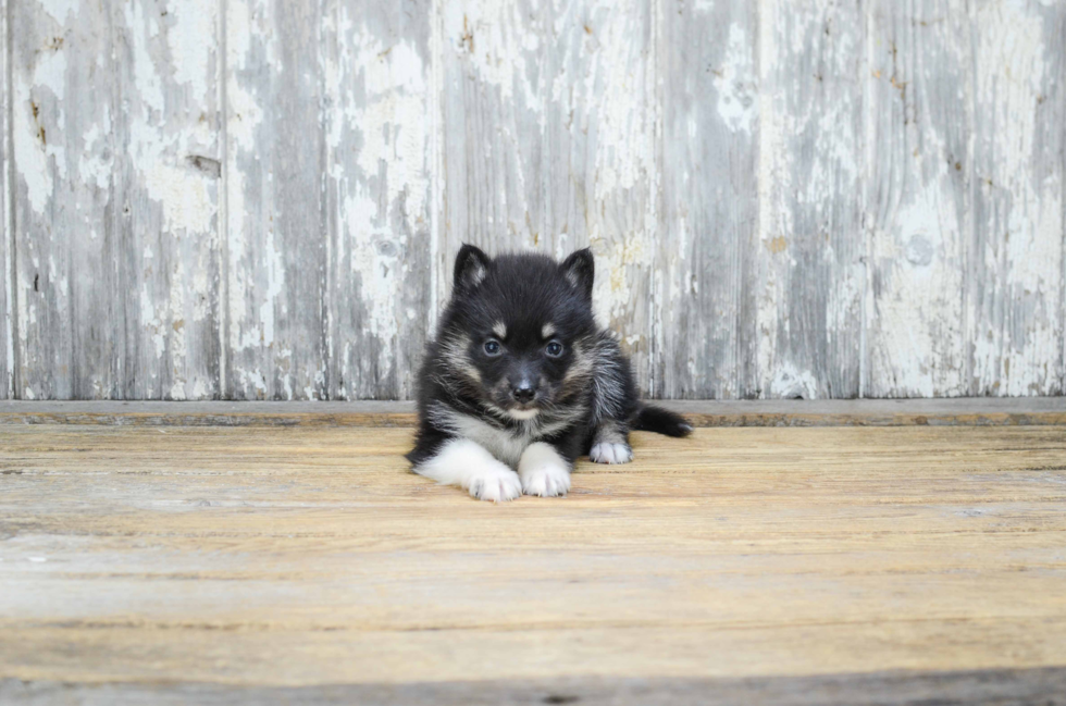 Pomsky Pup Being Cute