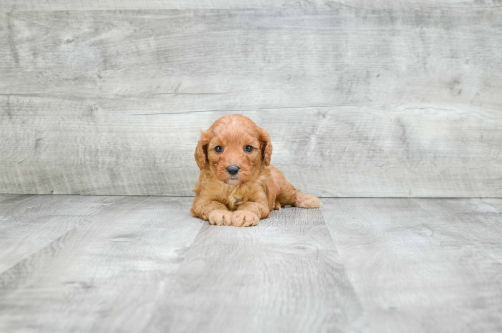 Cavapoo Pup Being Cute