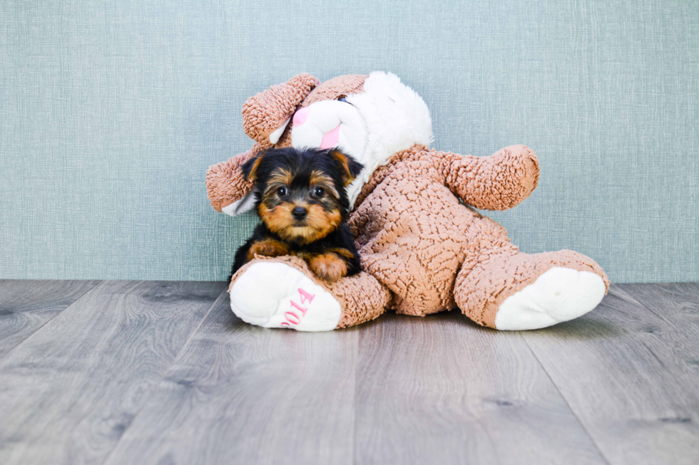 Meet Twinkle - our Yorkshire Terrier Puppy Photo 