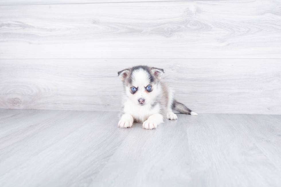 Best Pomsky Baby