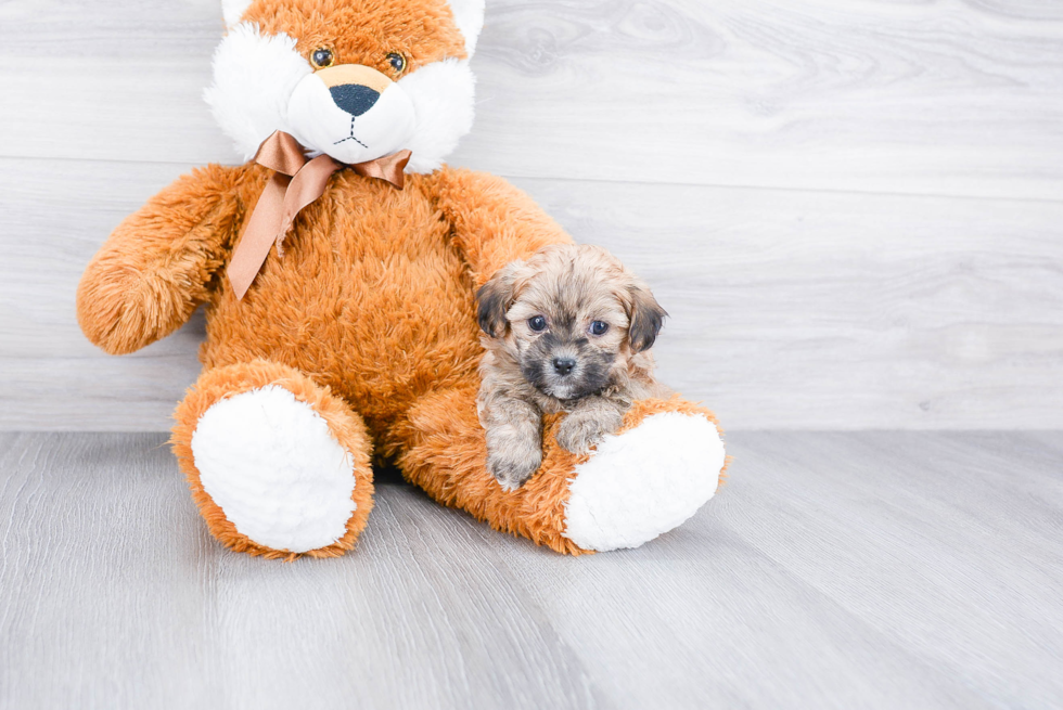 Teddy Bear Puppy for Adoption