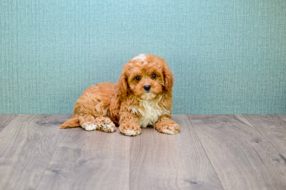 Petite Cavapoo Poodle Mix Pup