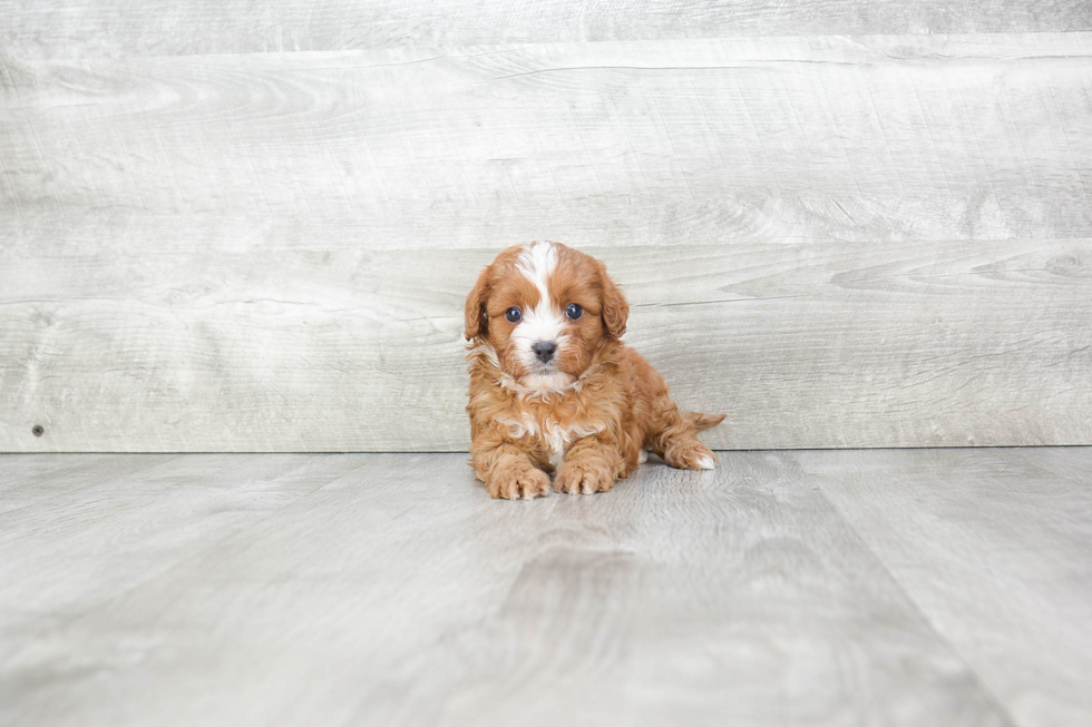 Cavapoo Puppy for Adoption