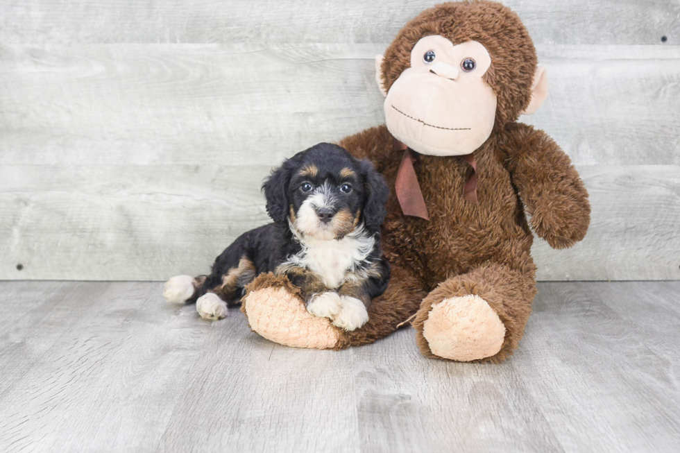 Fluffy Mini Bernedoodle Poodle Mix Pup