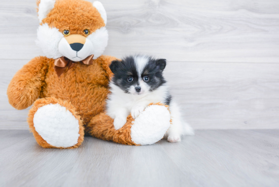 Hypoallergenic Pomeranian Purebred Pup