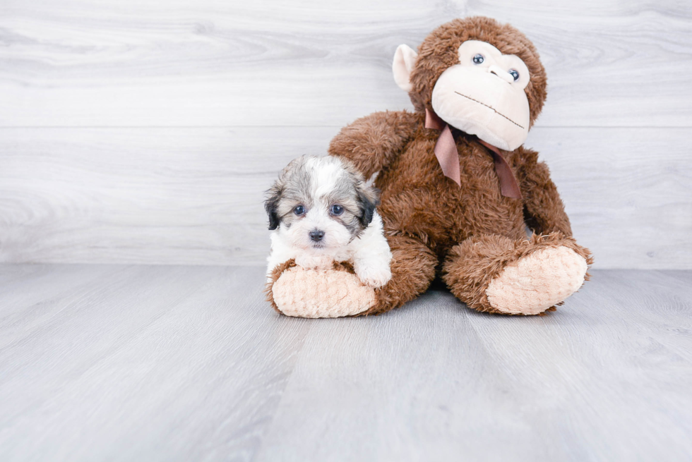 Fluffy Teddy Bear Designer Pup