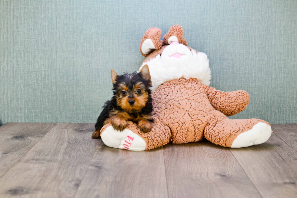 Meet Izzie - our Yorkshire Terrier Puppy Photo 