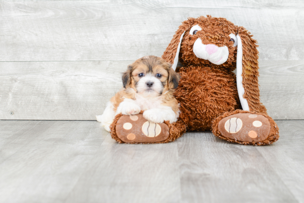 Little Shichon Designer Puppy