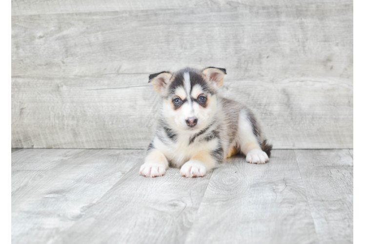 Best Pomsky Baby