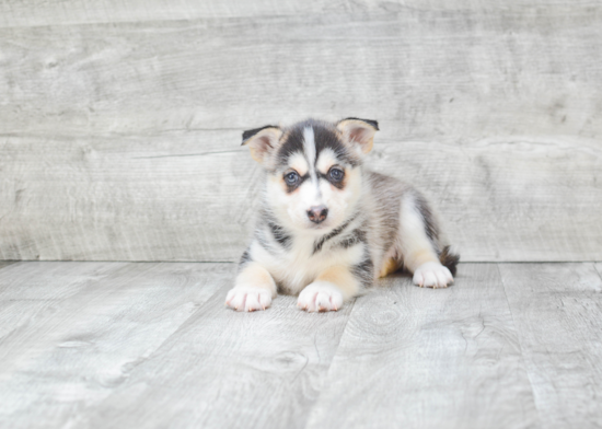 Best Pomsky Baby