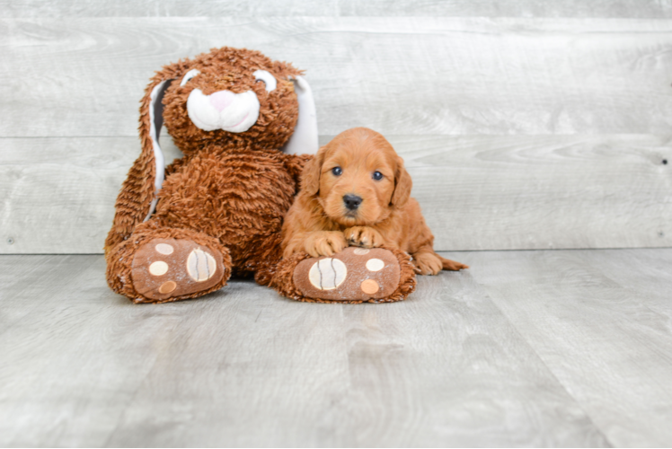 Mini Goldendoodle Pup Being Cute