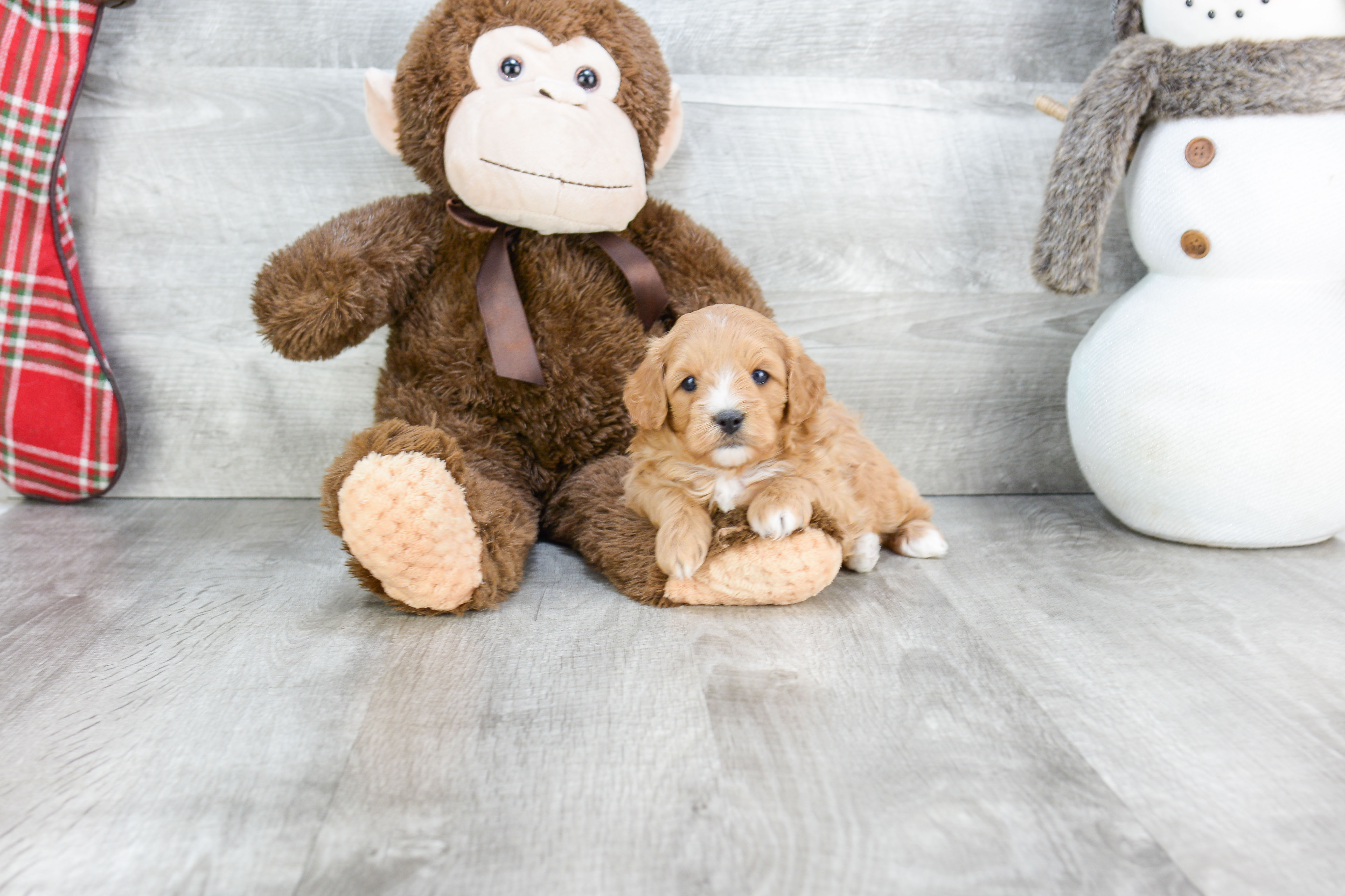 Adorable Cavoodle Poodle Mix Puppy