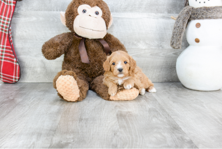 Adorable Cavoodle Poodle Mix Puppy