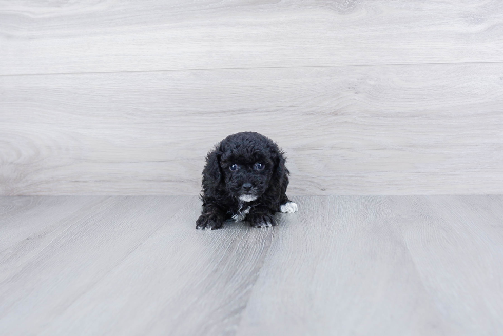 Cute Pudle Purebred Puppy