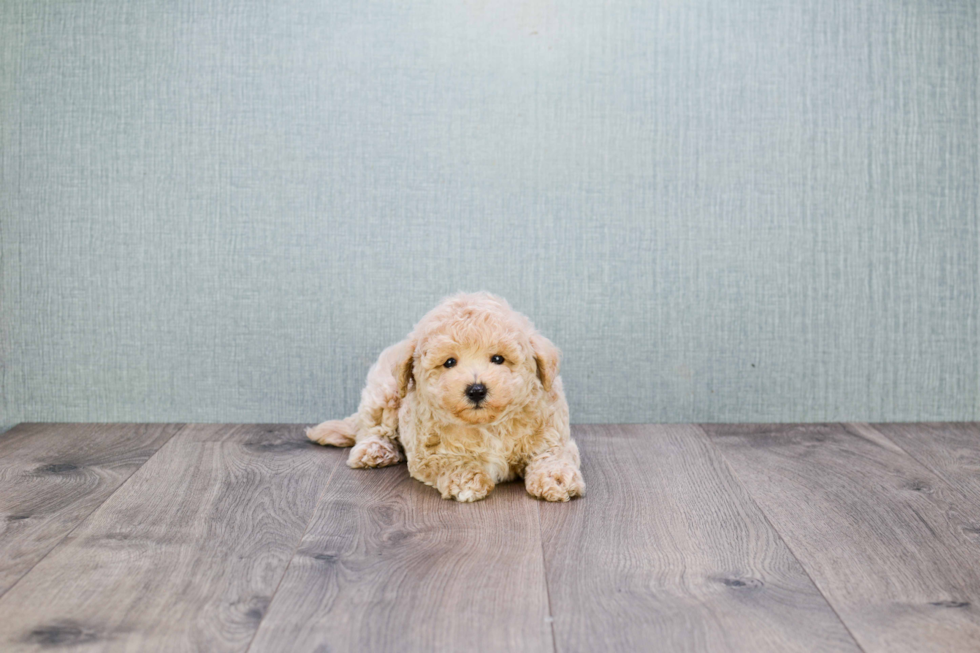 Smart Maltipoo Poodle Mix Pup