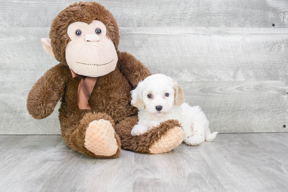 Best Cavachon Baby