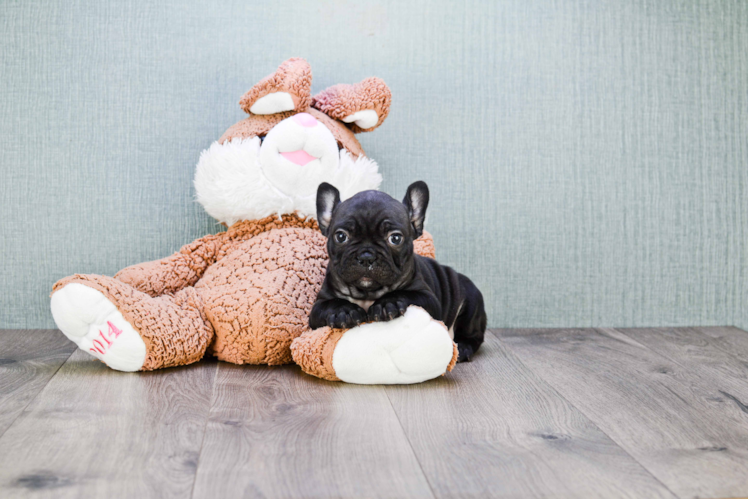 French Bulldog Pup Being Cute