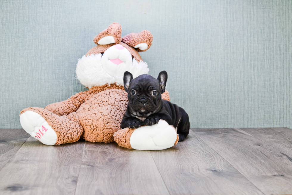 French Bulldog Pup Being Cute