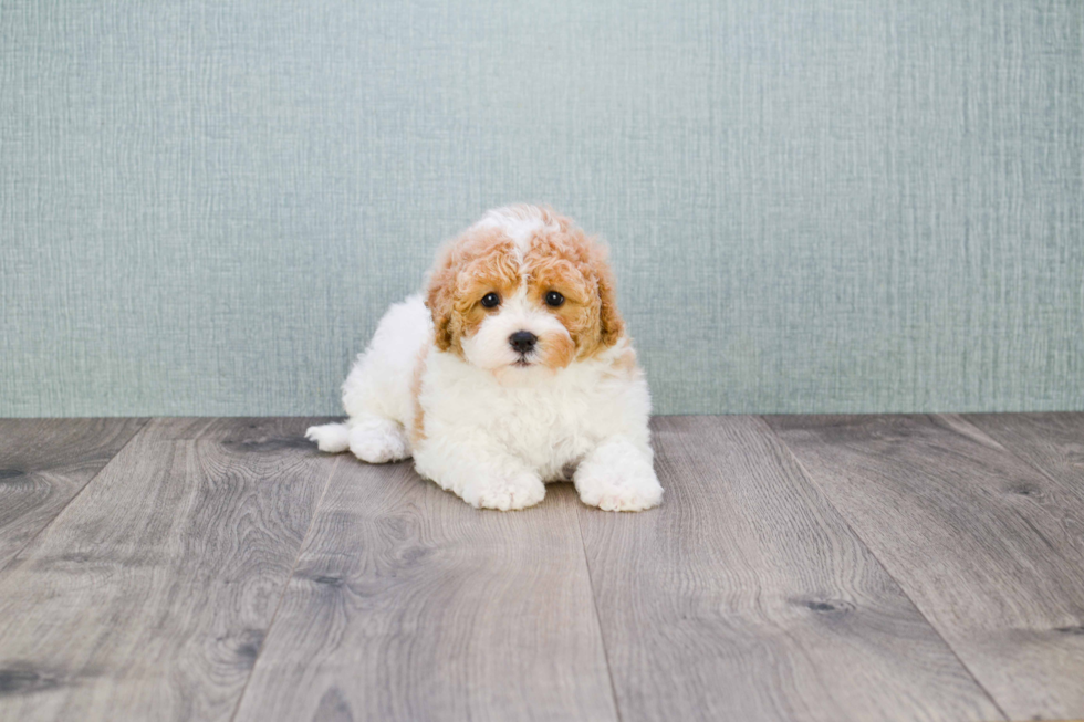 Cute Cavapoo Baby