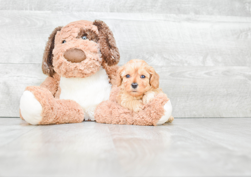 Best Cavapoo Baby