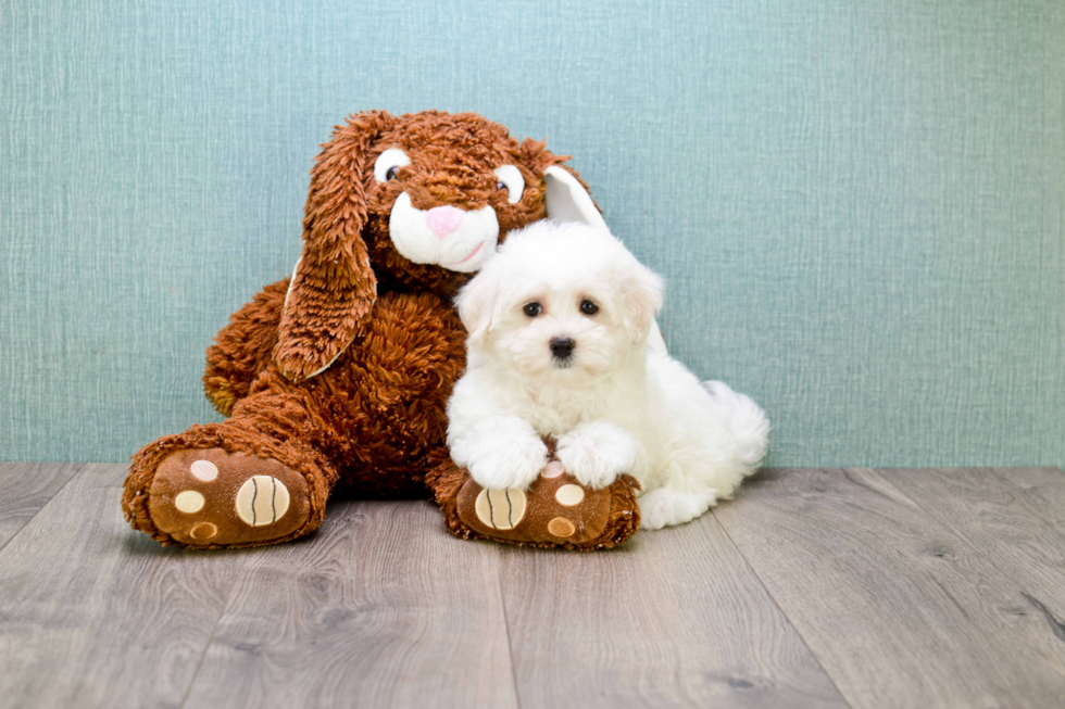 Maltese Pup Being Cute