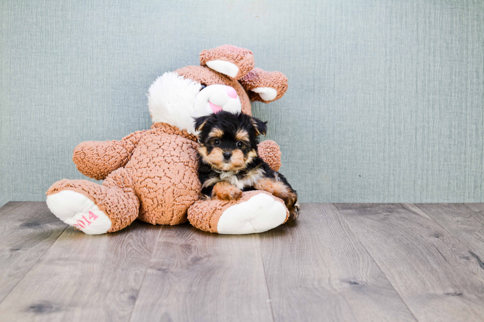 Sweet Morkie Baby