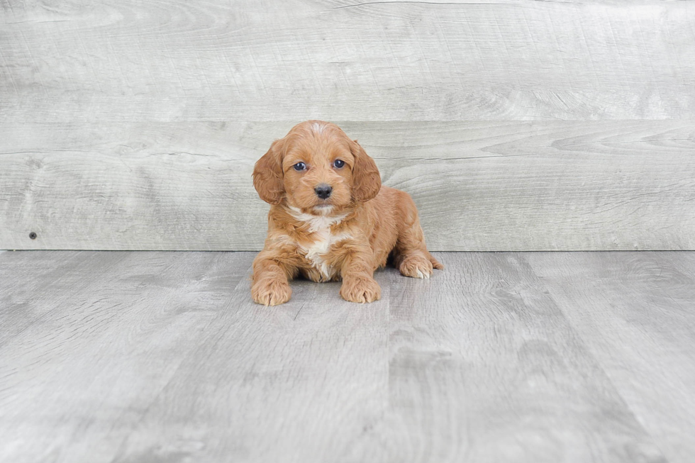 Mini Goldendoodle Pup Being Cute