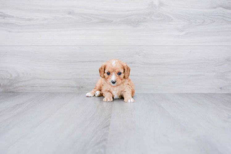 Cavapoo Puppy for Adoption