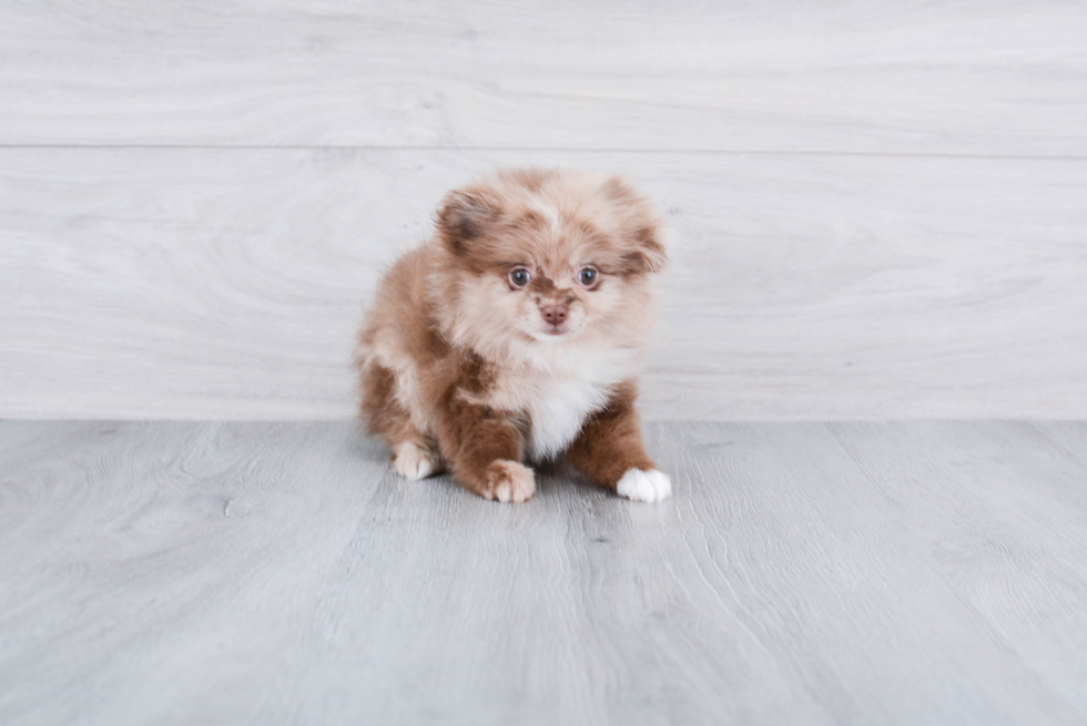 Pomeranian Puppy for Adoption