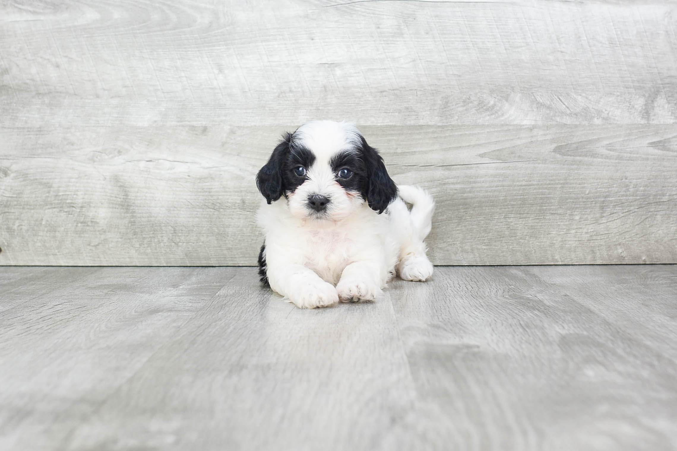 Teddy Bear Puppy for Adoption