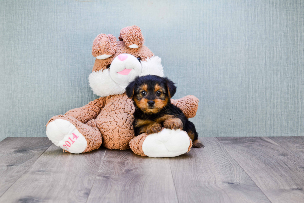 Meet Lisa - our Yorkshire Terrier Puppy Photo 