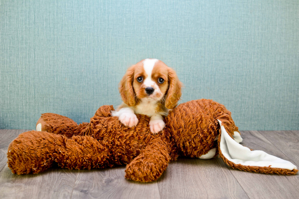 Akc Registered Cavalier King Charles Spaniel Purebred Pup