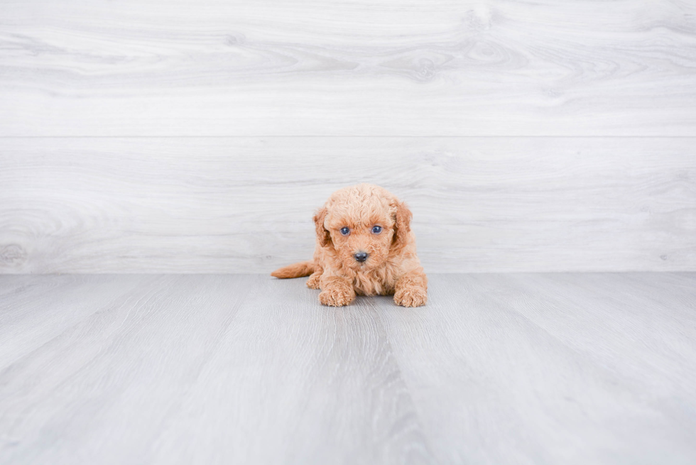 Mini Goldendoodle Pup Being Cute