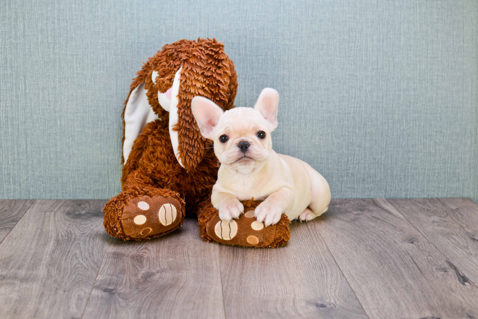 Popular French Bulldog Purebred Pup