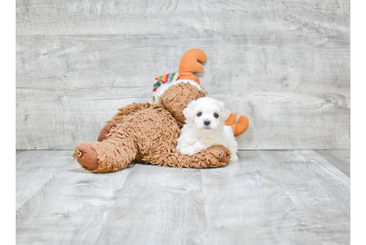 Hypoallergenic Maltepoo Poodle Mix Puppy