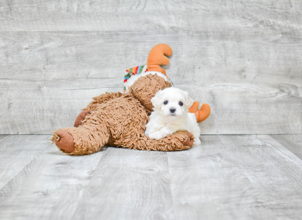 Hypoallergenic Maltepoo Poodle Mix Puppy