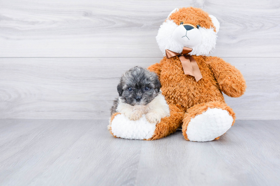 Best Teddy Bear Baby