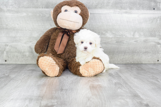 Maltipoo Pup Being Cute