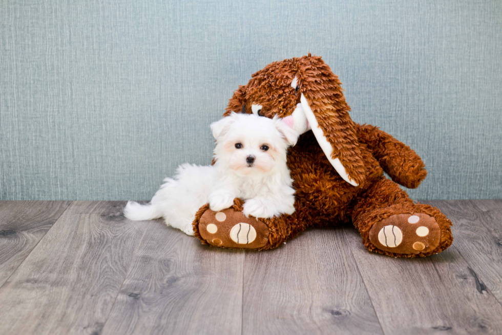 Maltese Puppy for Adoption