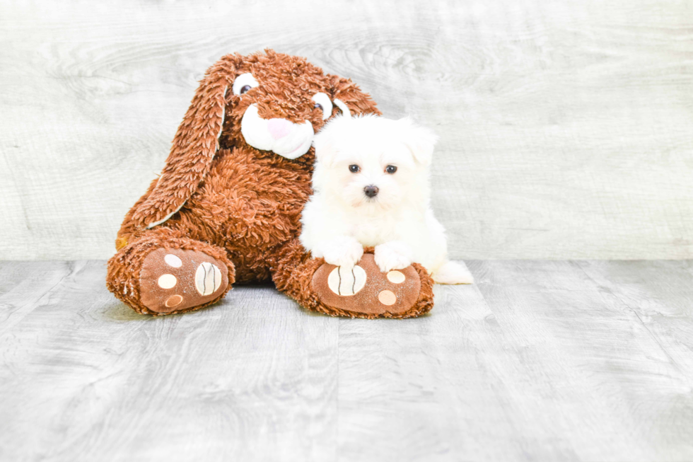 Hypoallergenic Maltese Purebred Pup