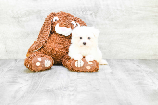 Hypoallergenic Maltese Purebred Pup