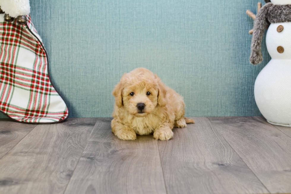 Best Cavapoo Baby