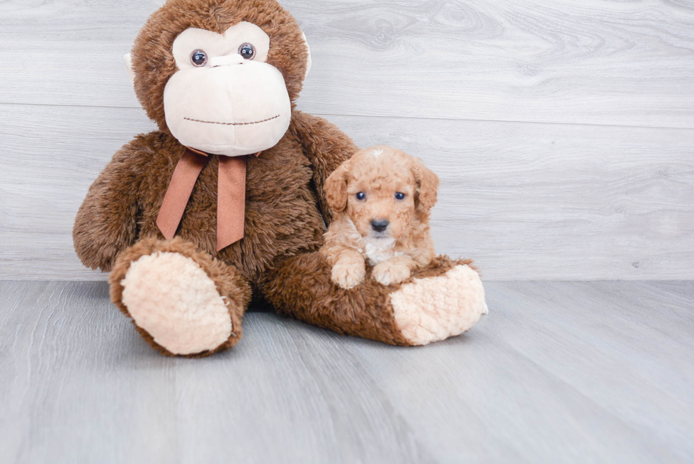 Cavapoo Puppy for Adoption