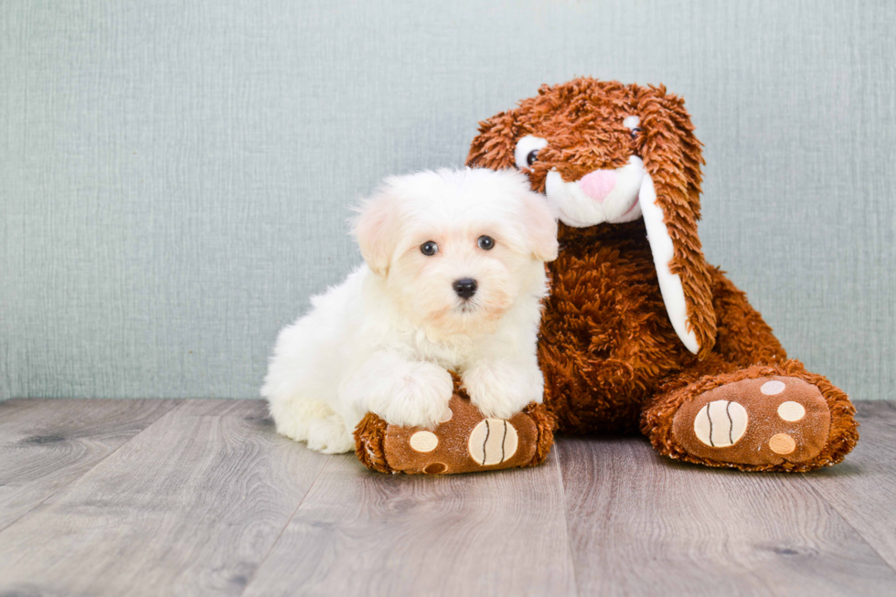 Little Maltese Poodle Poodle Mix Puppy