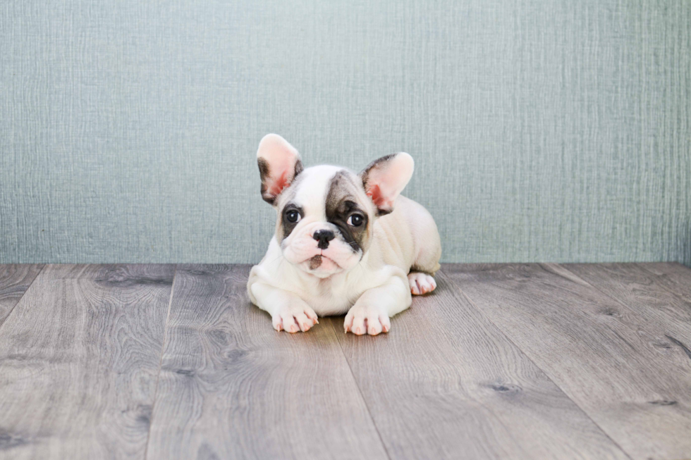 Sweet Frenchie Purebred Puppy