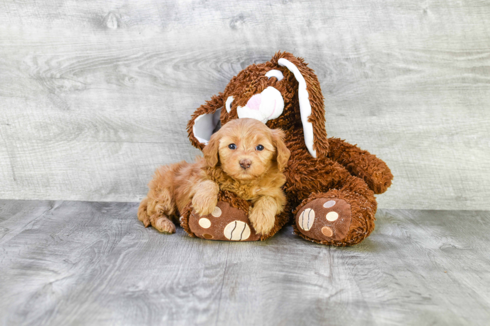 Mini Goldendoodle Pup Being Cute